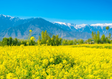 mustard-field-with-beautiful-snow-covered-mountains-landscape-kashmir-state-india_1232-4824